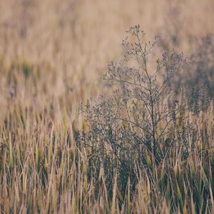 免费女同毛片在线观看
